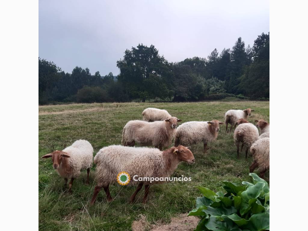 Se vende rebaño de ovejas carranzanas en Vizcaya