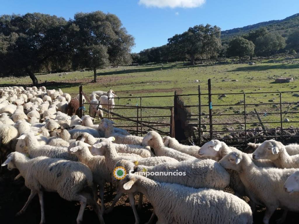 Se vende una ganadería de 550 ovejas  en Ciudad Real