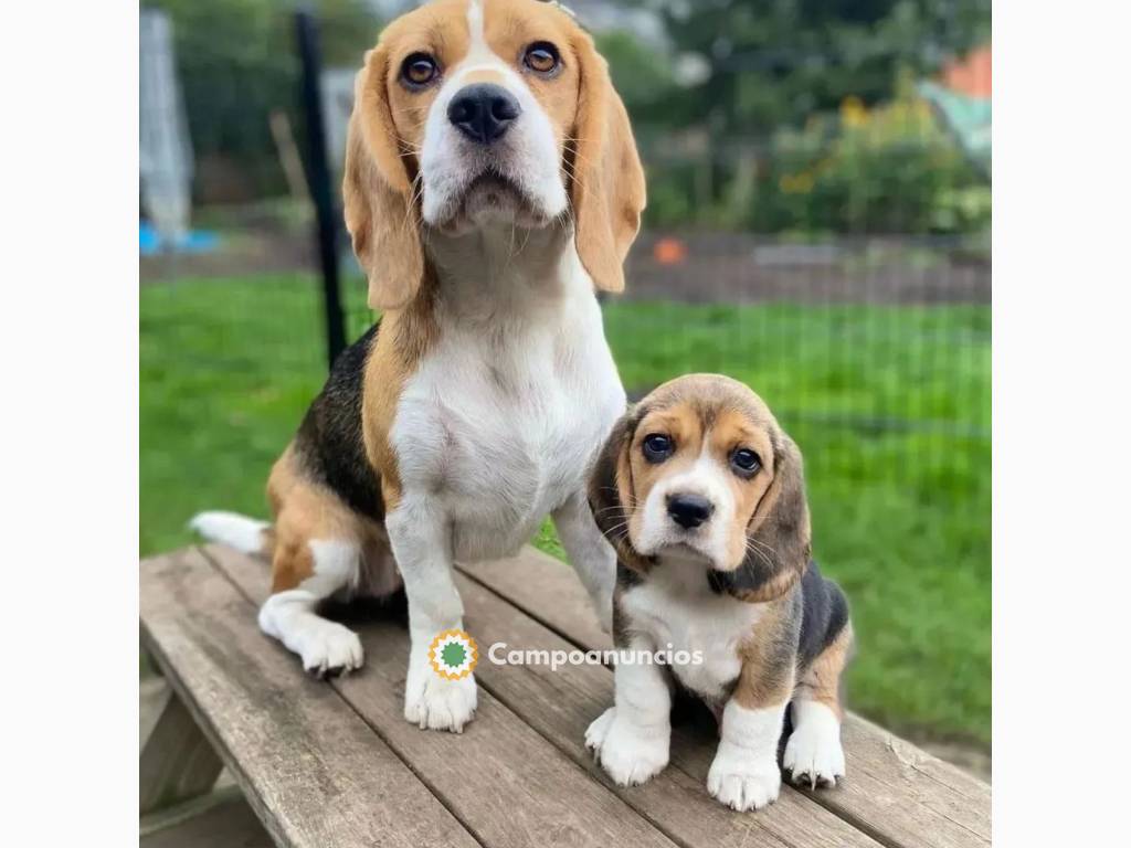 Se venden cachorros beagle ¡No pierdas l en Ourense