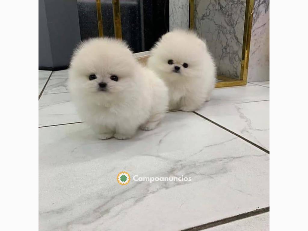 Se venden cachorros pomerania en Toledo