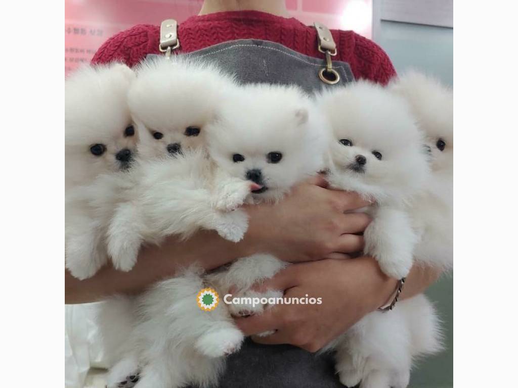 Se venden cachorros pomerania en Toledo