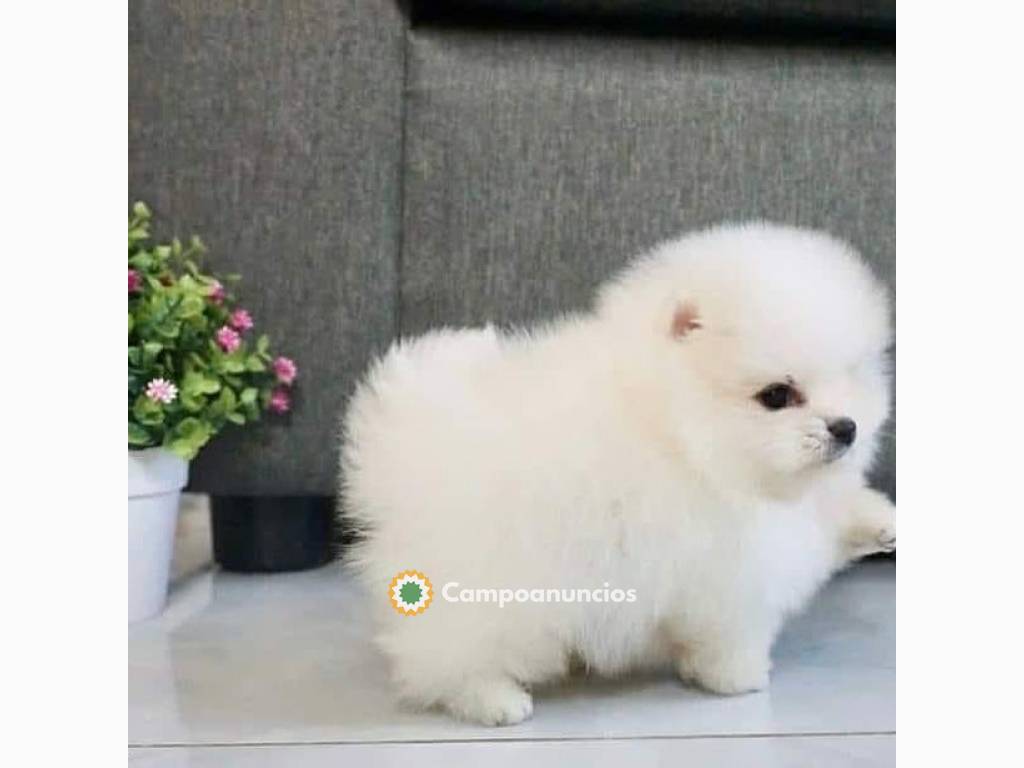 Se venden cachorros pomerania en Barcelona