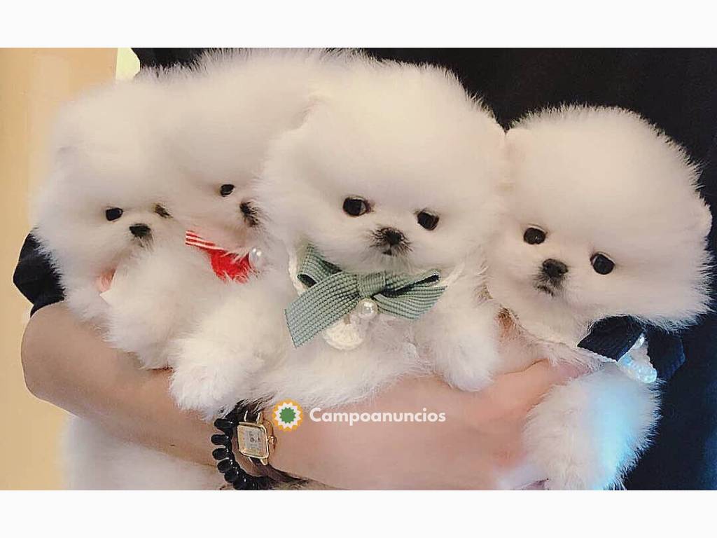 Se venden cachorros pomerania machos y h en Toledo