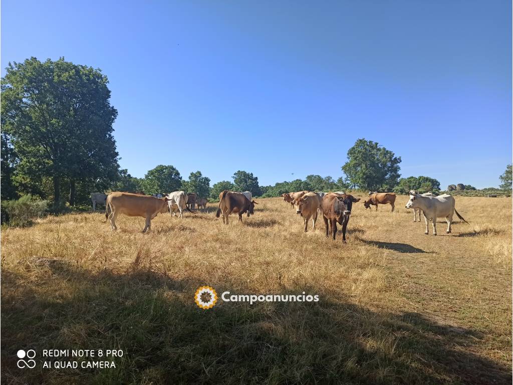  Se venden vacas cruzadas y gasconas en Salamanca