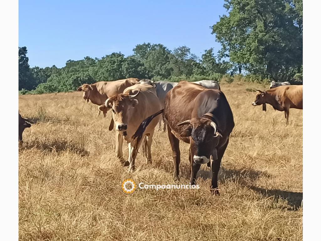  Se venden vacas cruzadas y gasconas en Salamanca