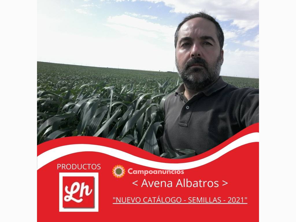 Semilla certificada Avena Albatros en Albacete