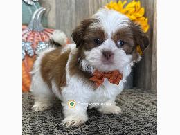Shih Tzu  Cachorros Disponibles