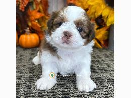 Shih Tzu  Cachorros Disponibles