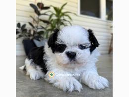 Shih Tzu  Cachorros Disponibles