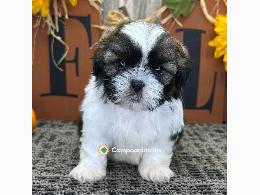 Shih Tzu  Cachorros Disponibles