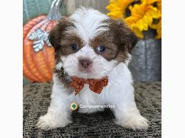 Shih Tzu  Cachorros Disponibles