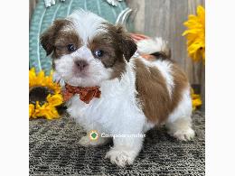 Shih Tzu  Cachorros Disponibles