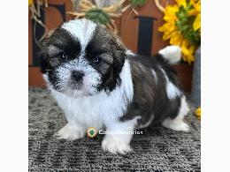 Shih Tzu  Cachorros Disponibles