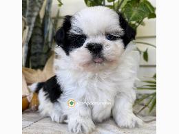 Shih Tzu  Cachorros Disponibles