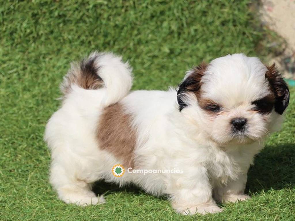 Shih Tzu Machos y Hembra Cachorros  en Tenerife