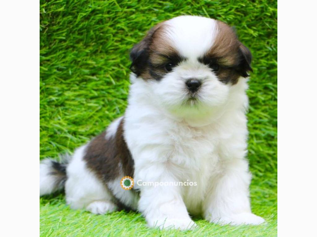 Shih Tzu Machos y Hembra Cachorros  en Tenerife