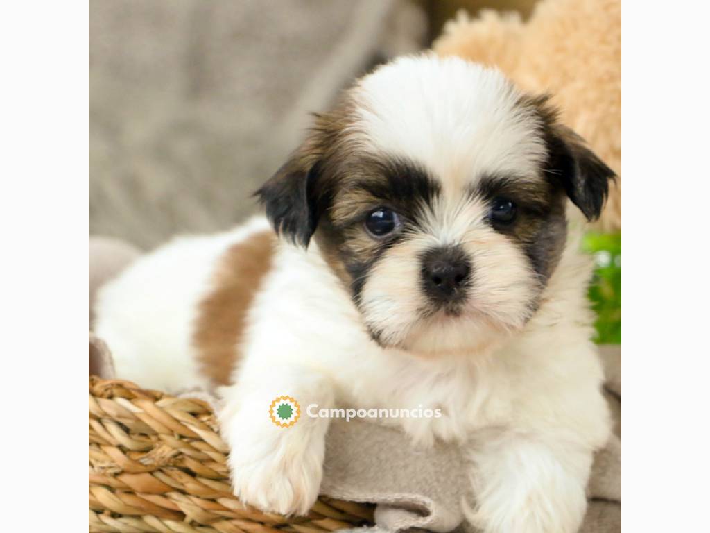 SHIH TZU (WHATSAPP 604158309) en Ourense