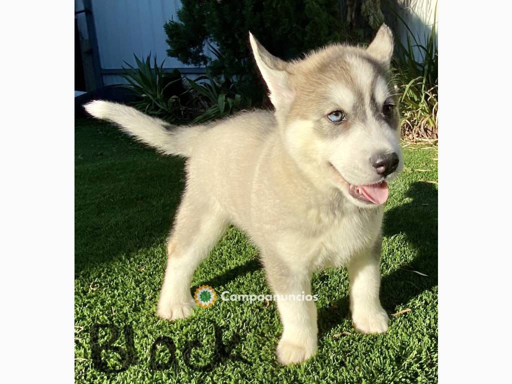 Siberian Husky Puppies en Tenerife