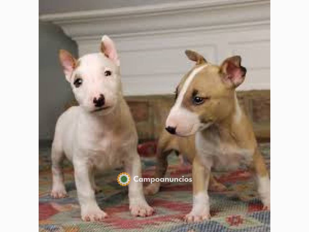 SOCIALIZADOS Cachorros BULL TERRIER  en Toledo