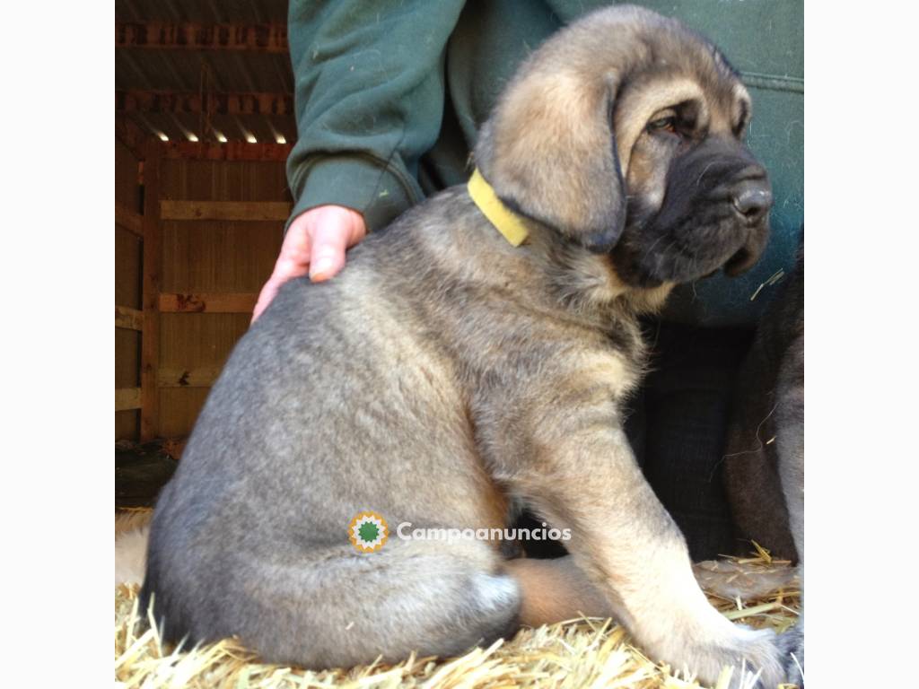 Spanish Mastif Cachorros Disponibles en Tenerife