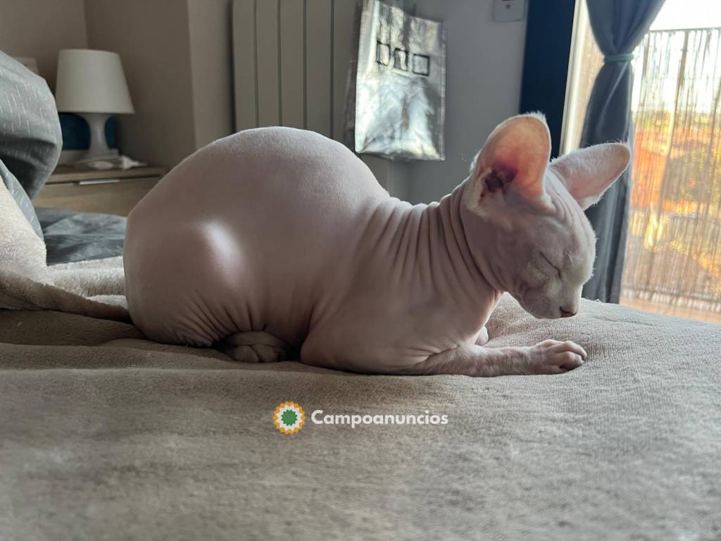 Sphynx hembra ojos diaspares en Barcelona