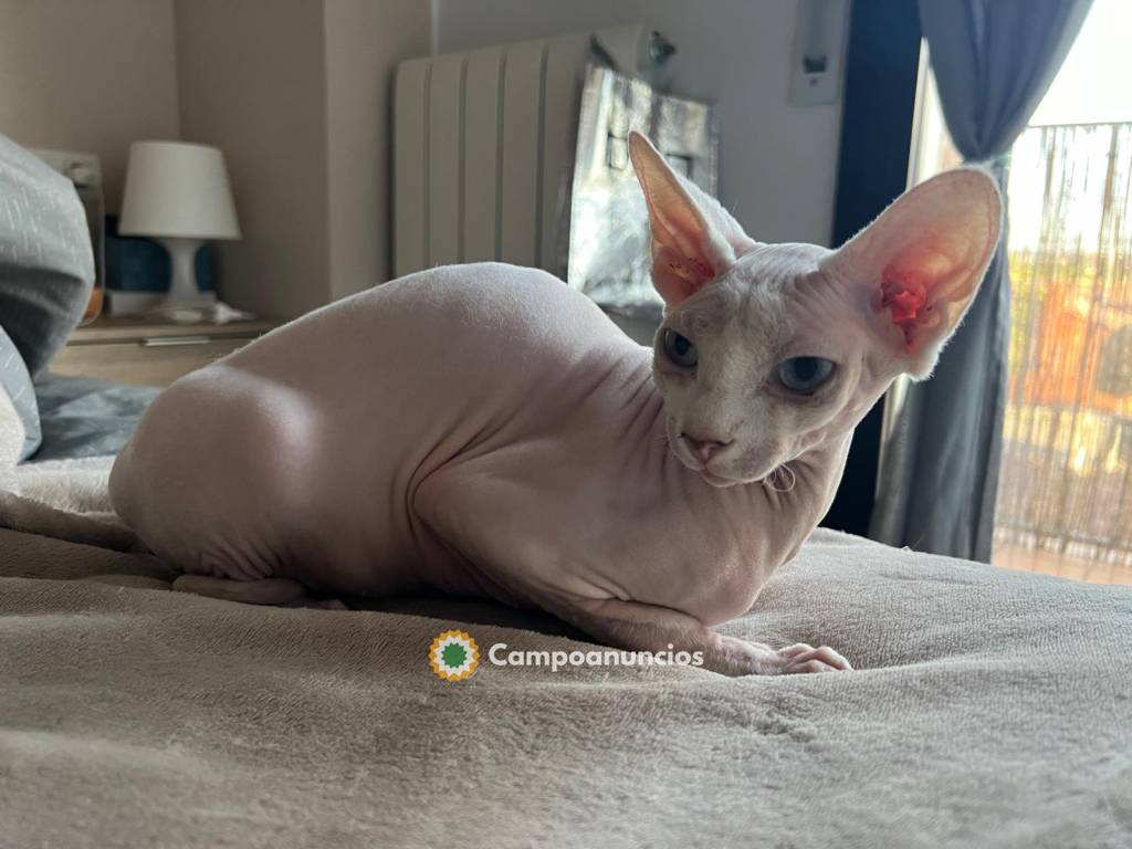 Sphynx hembra OJOS DISPARES en Barcelona