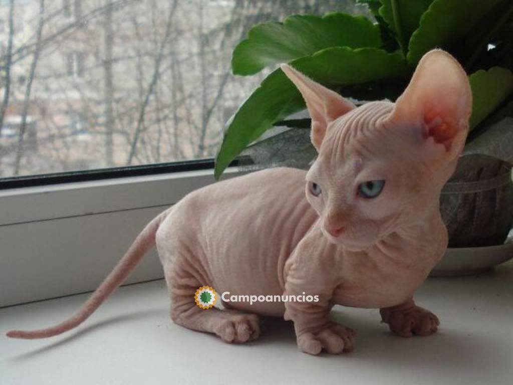 Sphynx kittens en Tenerife