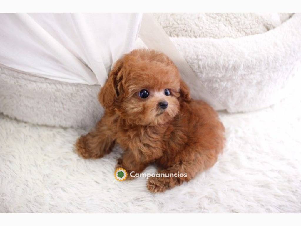 Taza de té caniche para adopción en Ourense