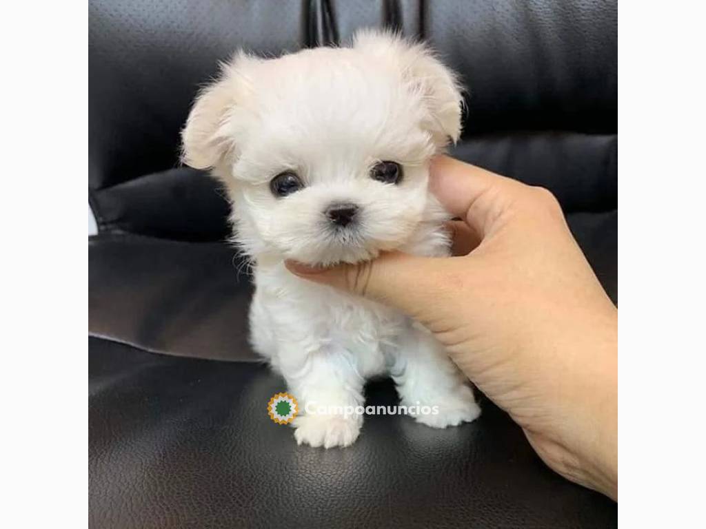 Taza de té maltesa para adopción en Tenerife