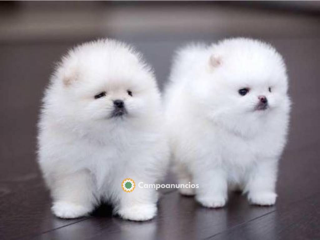 Teacup Pomeranian Puppies for sale en Tenerife