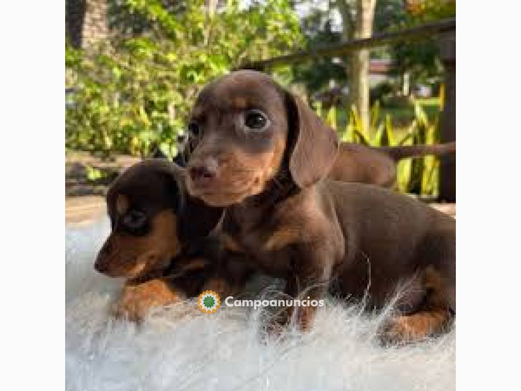 Teckel Machos y hembras Cachorros  en Ourense