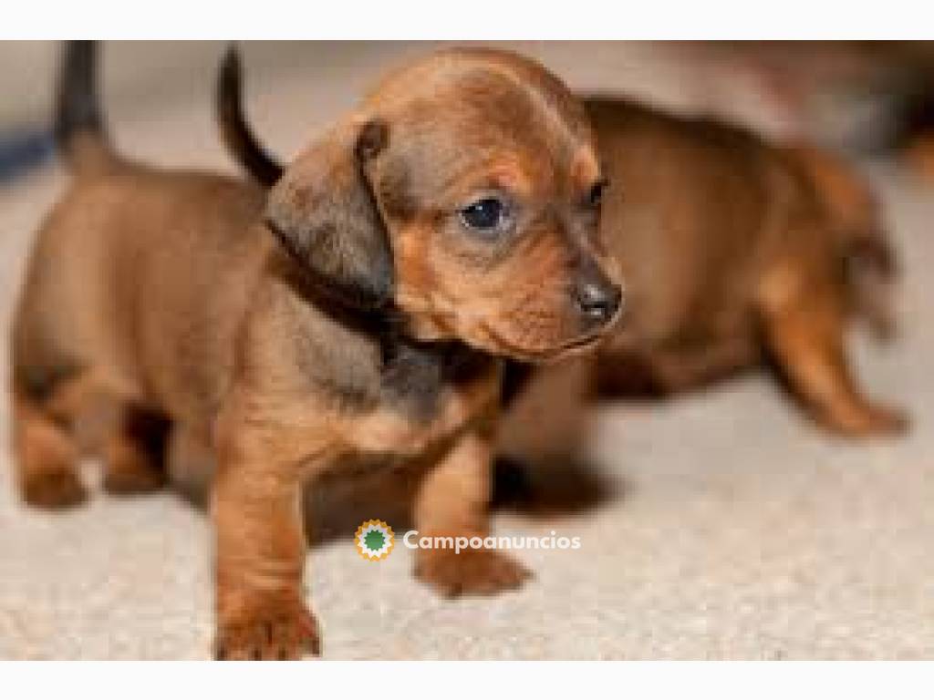 Teckel Machos y hembras Cachorros en Tenerife