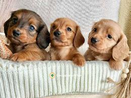 TECKEL MINI Cachorros Disponibles