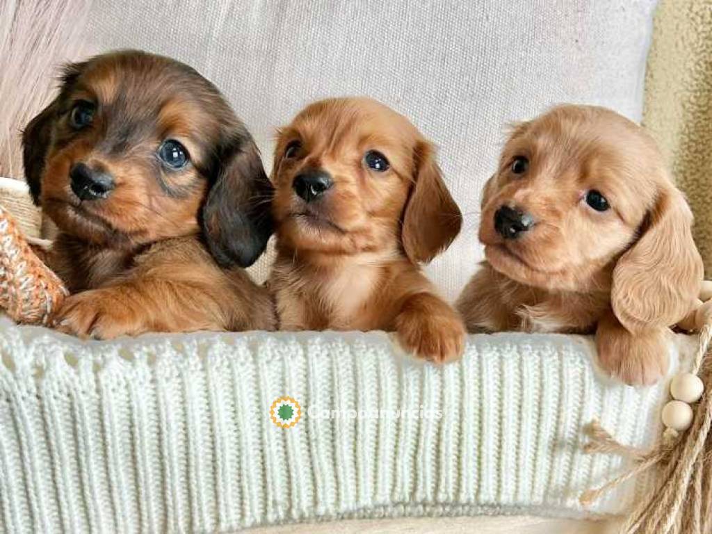 TECKEL MINI Cachorros Disponibles