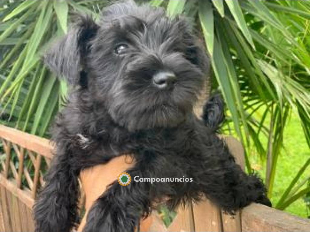 tenemos mini cachorros schnauzer en Ourense