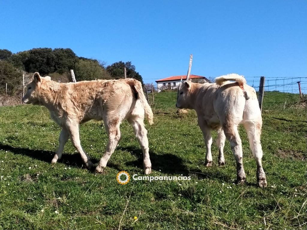 Toro en Cantabria