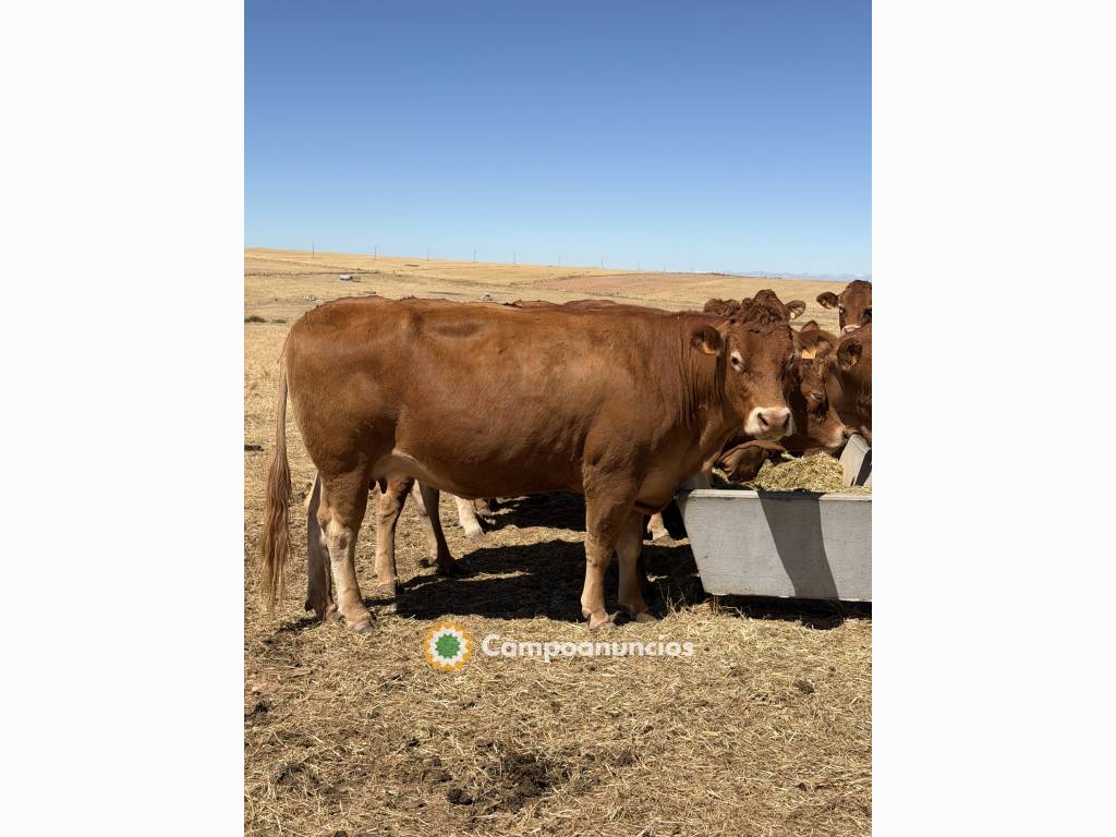 Vacas limusinas puras
