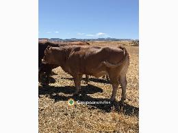 Vacas limusinas puras