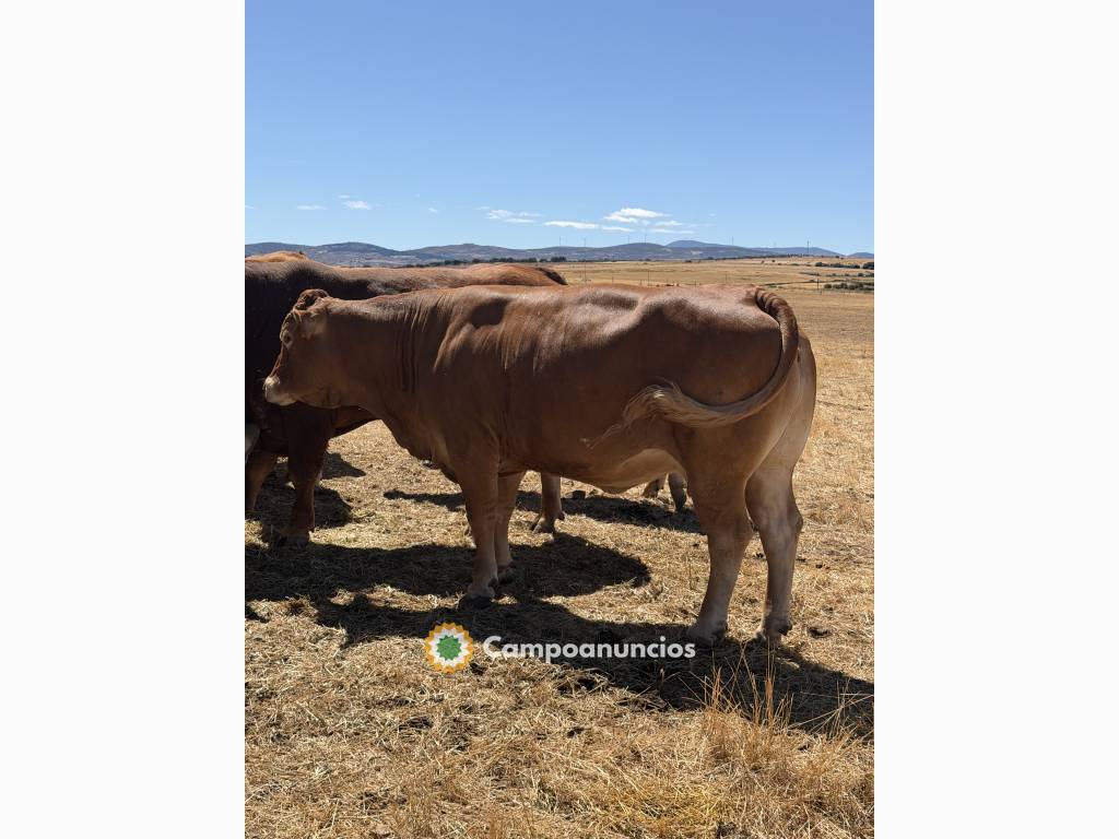 Vacas limusinas puras en Ávila