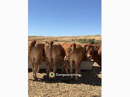 Vacas limusinas puras