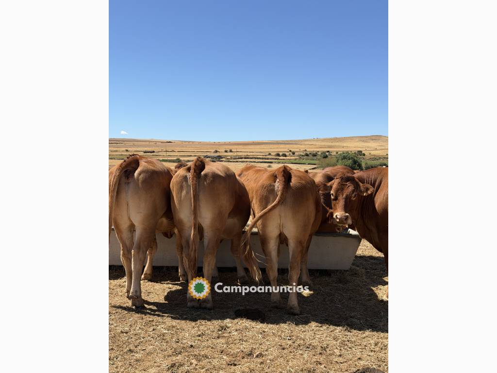 Vacas limusinas puras en Ávila