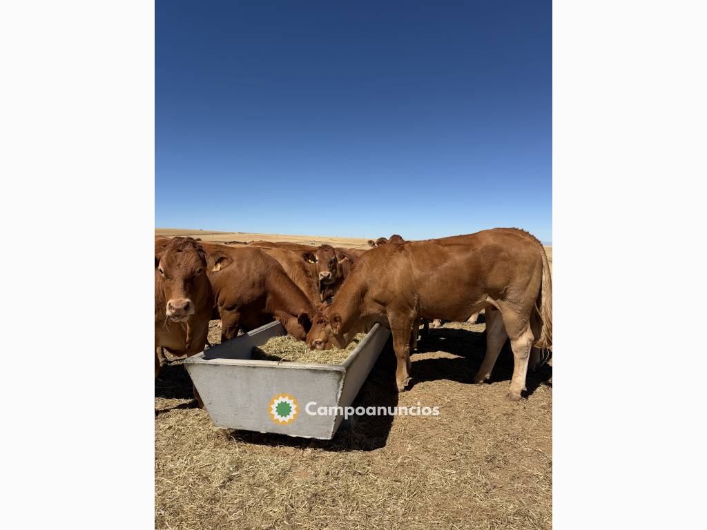 Vacas limusinas puras en Ávila