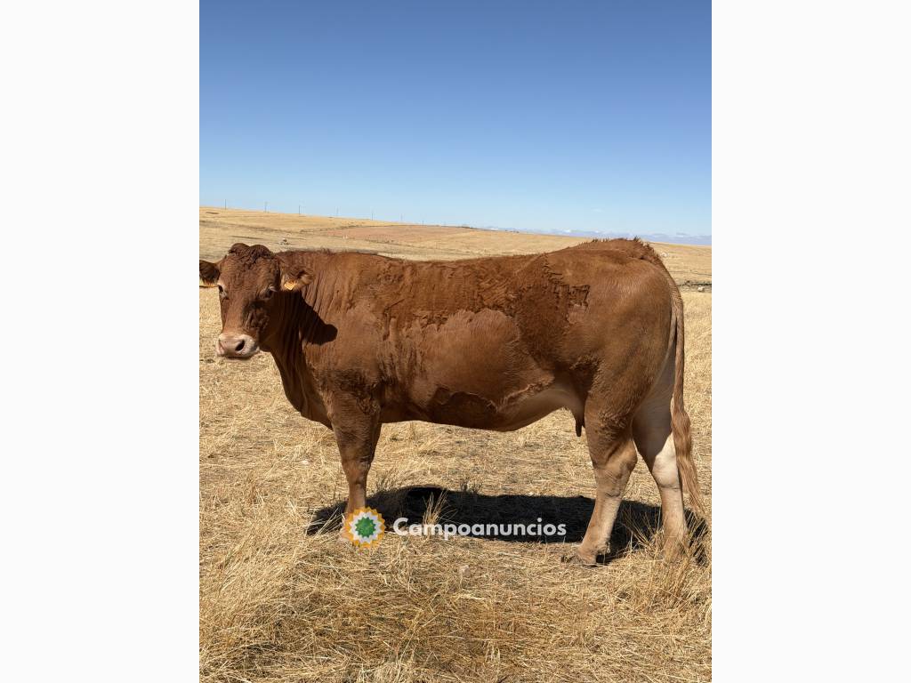Vacas limusinas puras en Ávila