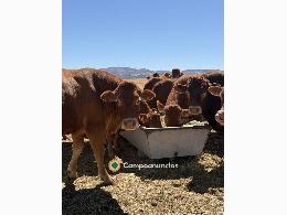 Vacas limusinas puras