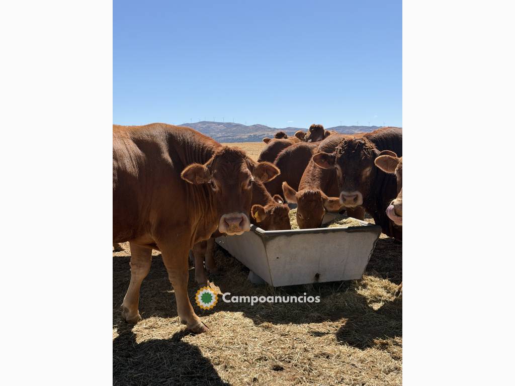 Vacas limusinas puras en Ávila