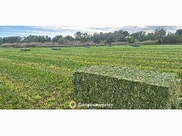 VENDO ALFALFA DE PRIMERA Y OTRAS CALIDAD