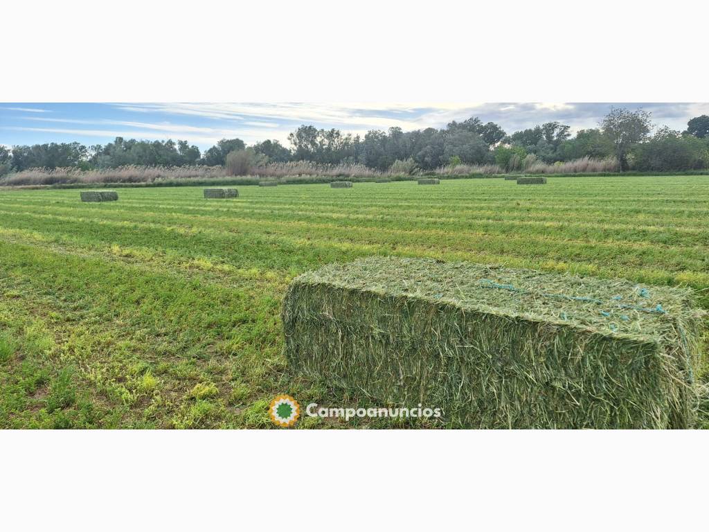 VENDO ALFALFA DE PRIMERA Y OTRAS CALIDAD