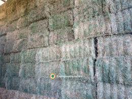 VENDO ALFALFA DE PRIMERA Y OTRAS CALIDAD
