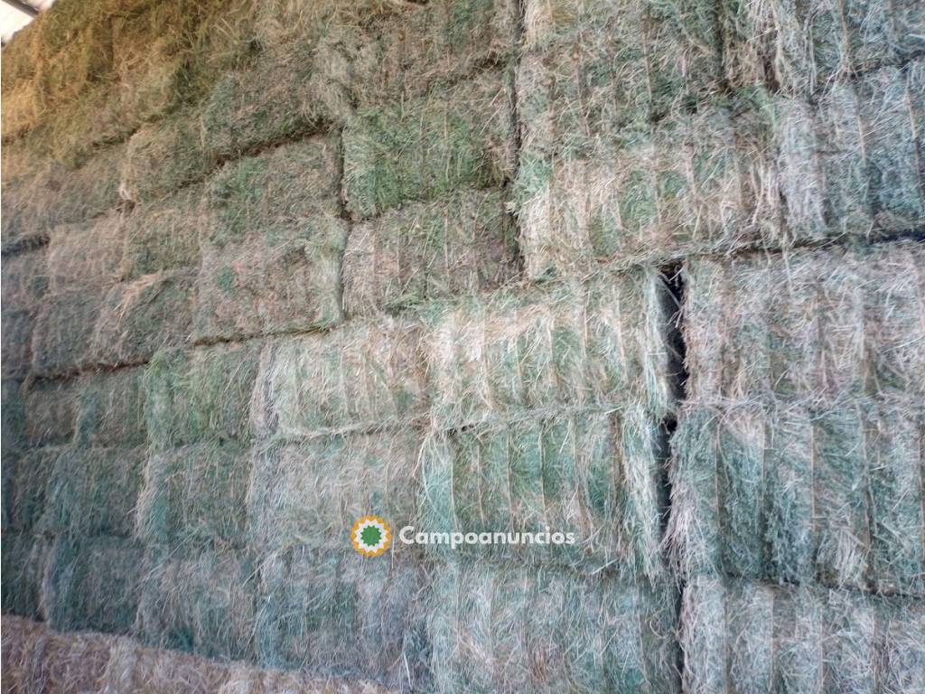 VENDO ALFALFA DE PRIMERA Y OTRAS CALIDAD en Zaragoza