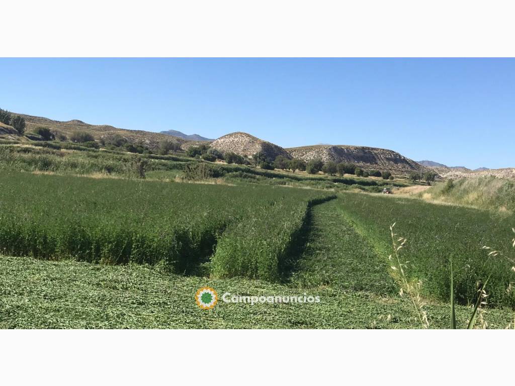 Vendo alfalfa ecológica  en Granada